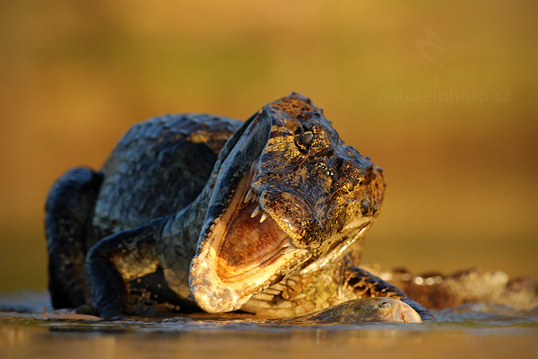 Kajman yacaré (Caiman yacare)