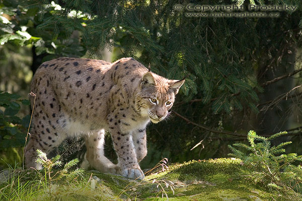 Rys ostrovid (Lynx lynx)