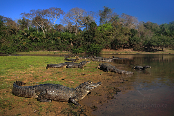 Kajman yacaré (Caiman yacare)