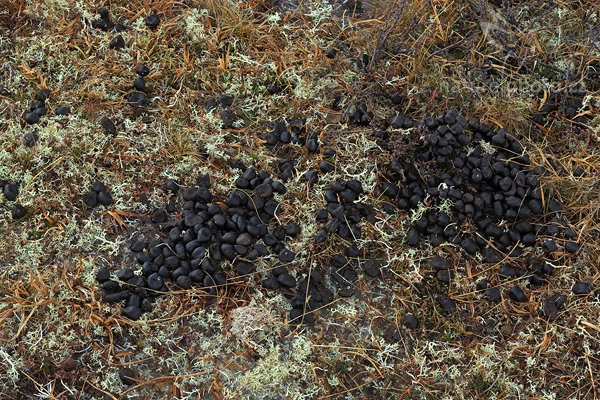 Pižmoň severní (Ovibos moschatus)