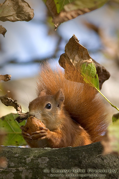 Veverka obecná (Sciurus vulgaris)