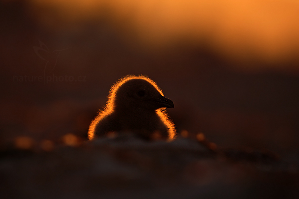 Chaluha jižní (Catharacta antarctica)