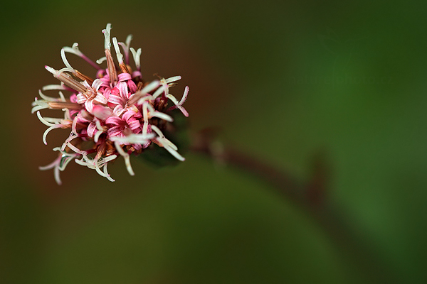 Podbělice alpská (Homogyne alpina)