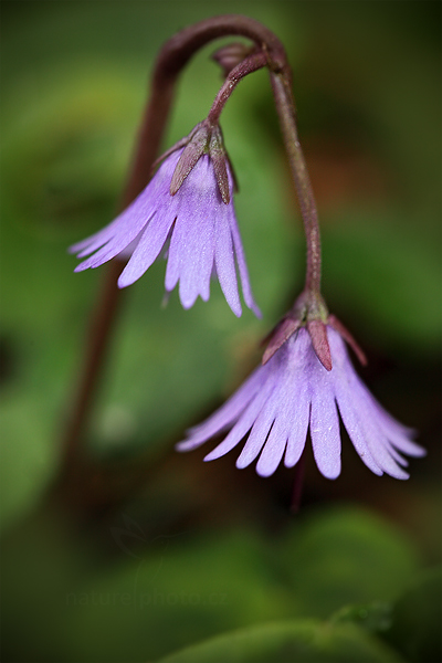 Dřípatka horská (Soldanella montana)