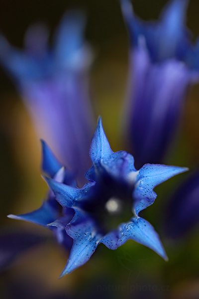 Hořec tolitovitý (Gentiana asclepiadea)