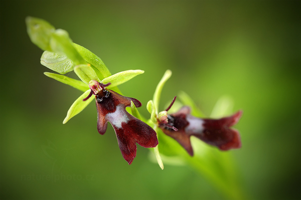 Tořič hmyzonosný (Ophrys insectifera) Fly Orchid