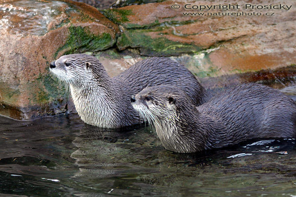 Vydra severoamerická (Lutra canadensis)