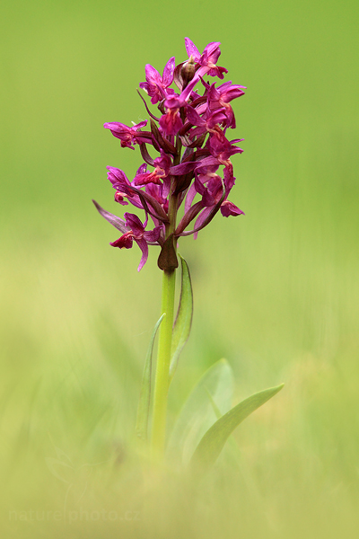 Prstnatec bezový (Dactylorhiza sambucina)