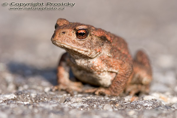 Ropucha obecná (Bufo bufo)