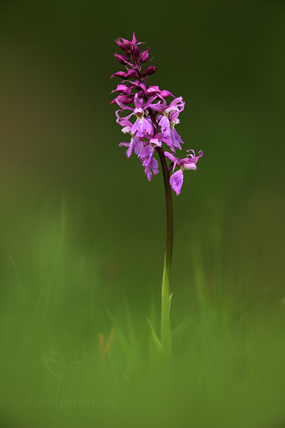 Vstavač mužský (Orchis mascula)
