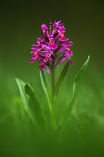 Prstnatec bezový (Dactylorhiza sambucina)