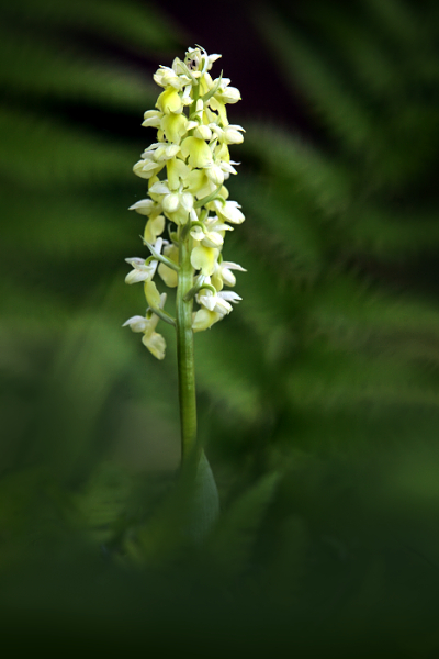 Vstavač bledý (Orchis pallens) Pale Orchid