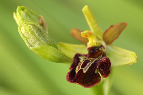 Tořič pavoukonosný (Ophrys sphegodes)