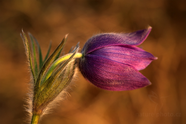 Koniklec Hackelův (Pulsatilla x hackelii) Pasqueflower,
