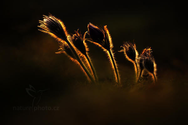 Koniklec Hackelův (Pulsatilla x hackelii) Pasqueflower,