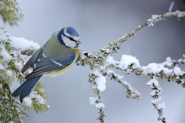 Sýkora modřinka (Parus caeruleus)