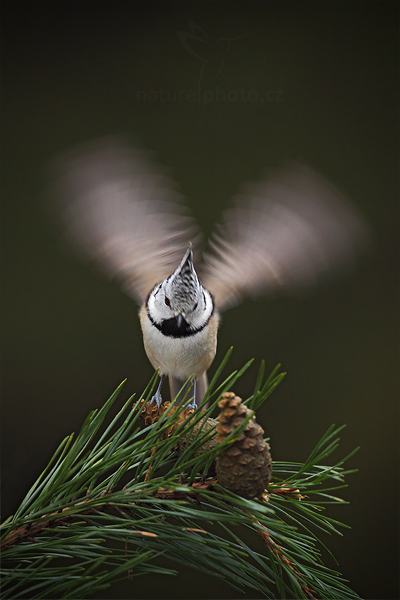Sýkora parukářka (Parus cristatus)