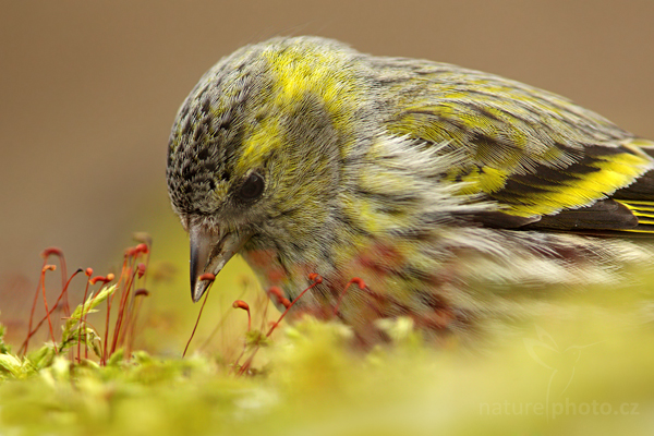Čížek lesní (Carduelis spinus)