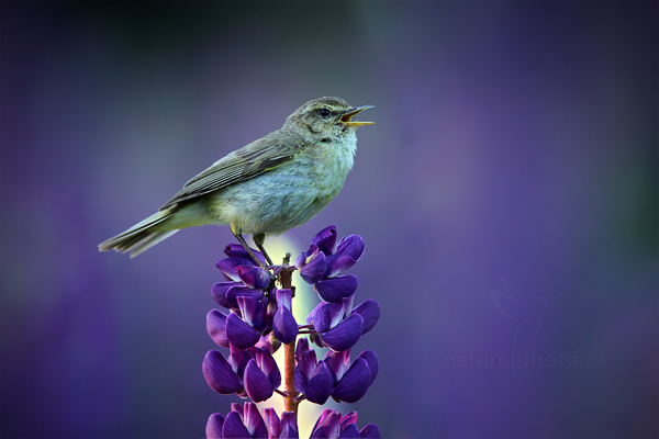 Budníček menší (Phylloscopus collybita)