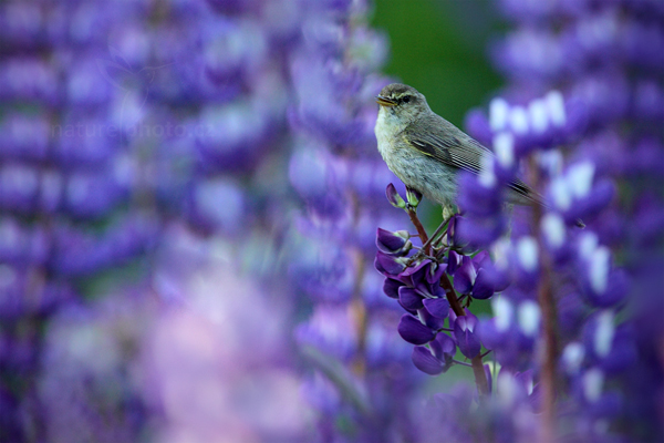 Budníček menší (Phylloscopus collybita)