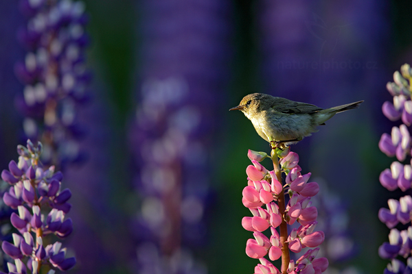 Budníček menší (Phylloscopus collybita)