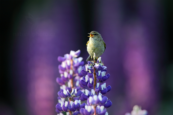 Budníček menší (Phylloscopus collybita)