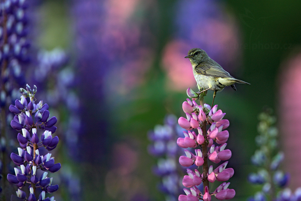 Budníček menší (Phylloscopus collybita)