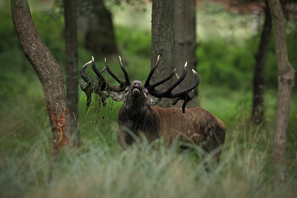 Jelen lesní (Cervus elaphus)