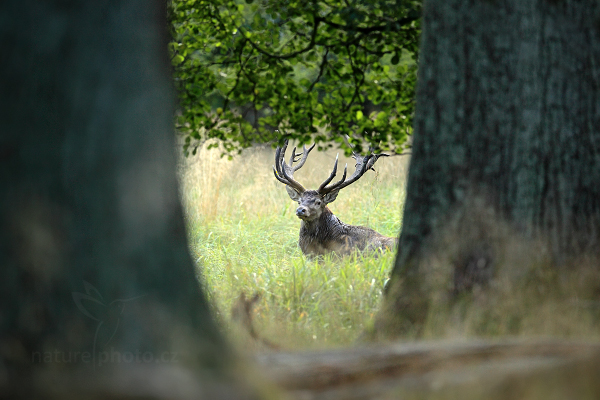 Jelen lesní (Cervus elaphus)