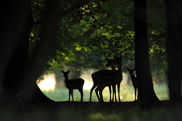 Jelen lesní (Cervus elaphus)