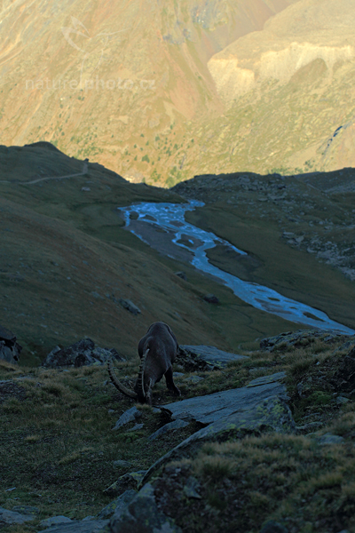 Kozorožec alpský (Capra ibex ibex)