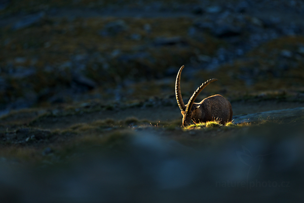 Kozorožec alpský (Capra ibex ibex)