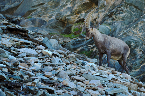 Kozorožec alpský (Capra ibex ibex)