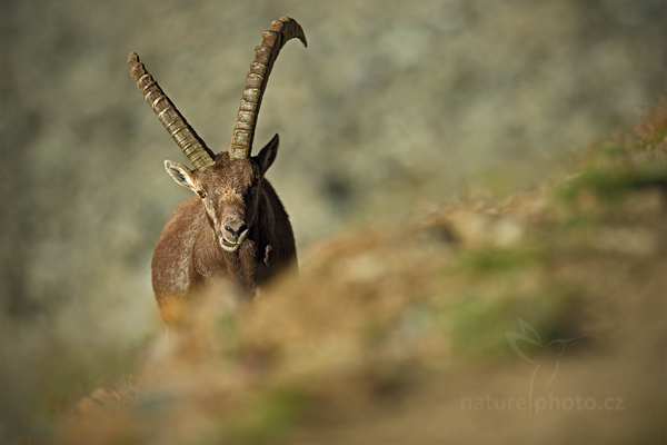 Kozorožec alpský (Capra ibex ibex)
