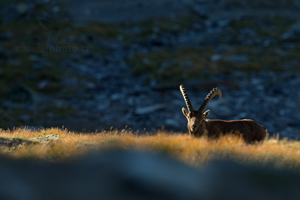Kozorožec alpský (Capra ibex ibex)
