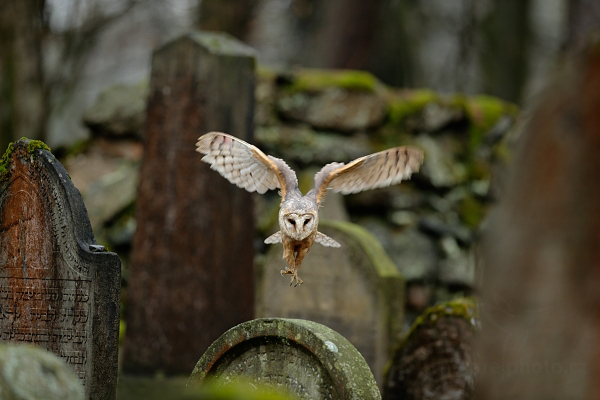 Sova pálená (Tyto alba)