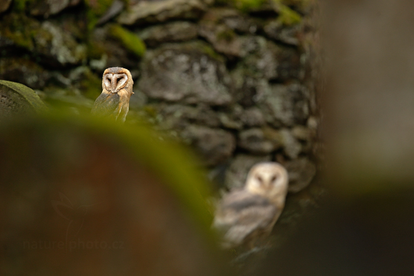 Sova pálená (Tyto alba)