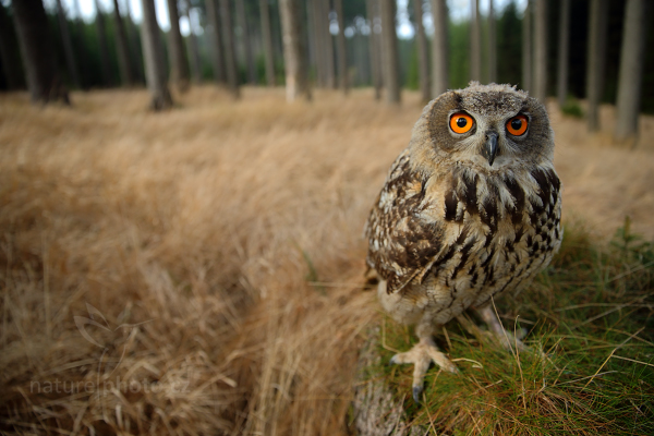 Výr velký (Bubo bubo)