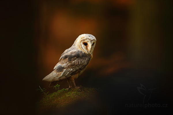 Sova pálená (Tyto alba)