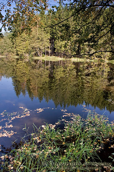 Jezero uprostřed lesa