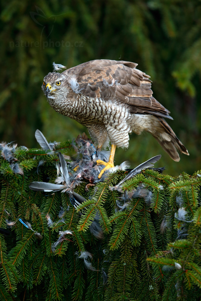 Jestřáb lesní (Accipiter gentilis)