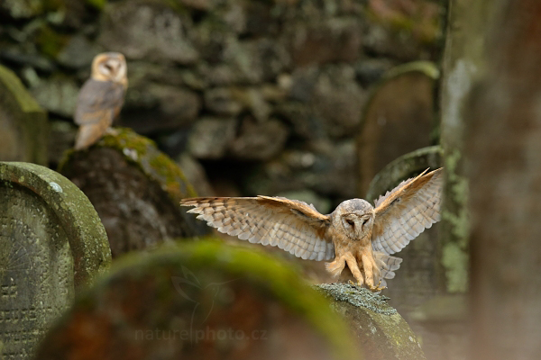 Sova pálená (Tyto alba)