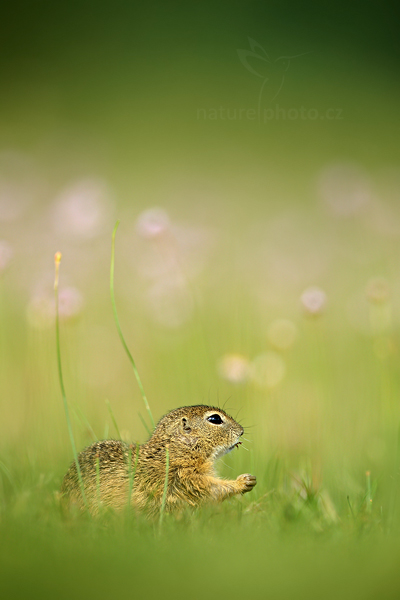 Sysel obecný (Spermophilus citellus)