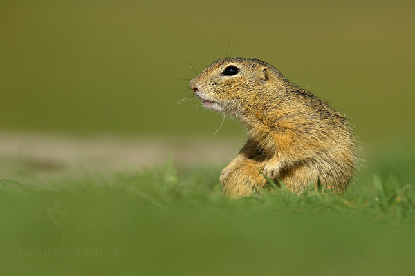 Sysel obecný (Spermophilus citellus)