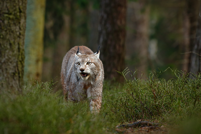 Rys ostrovid (Lynx lynx)