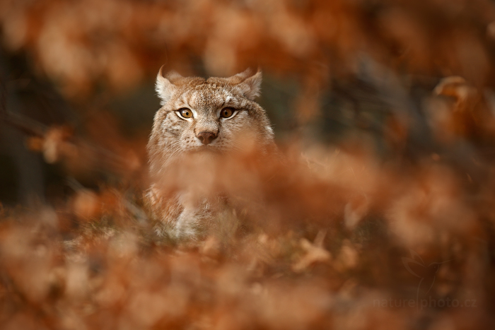 Rys ostrovid (Lynx lynx)