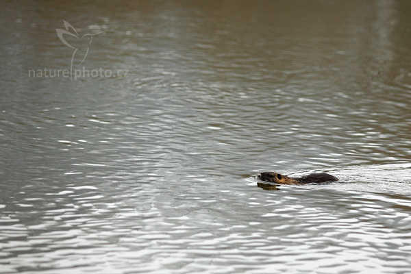 Nutrie říční (Myocastor coypus)