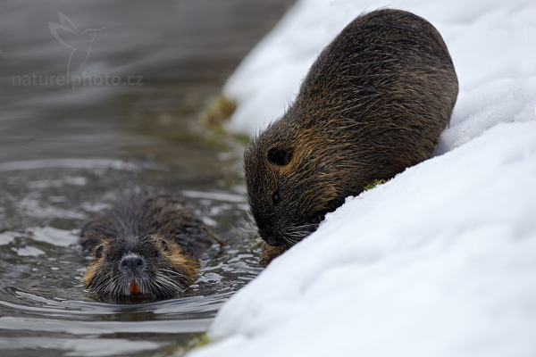 Nutrie říční (Myocastor coypus)