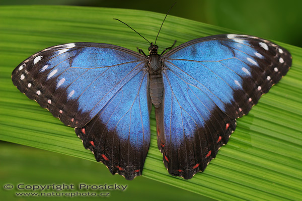 Blue morpho (Morpho peleides)