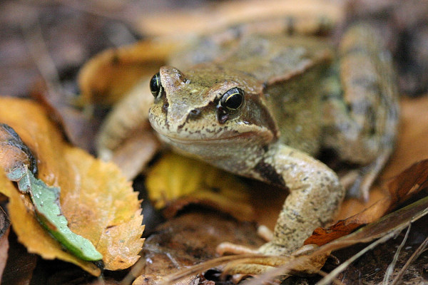 Skokan hnědý (Rana temporaria)